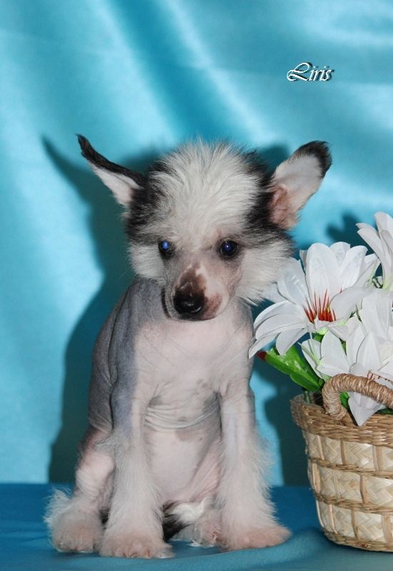 Dushechka Takaya Dlya Liris