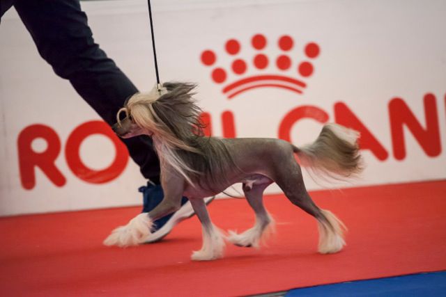 Khan Lu M Akiko Shining Kid