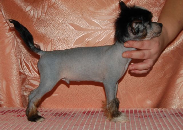 Zhelannyji Priz iz Jablonevogo Sada