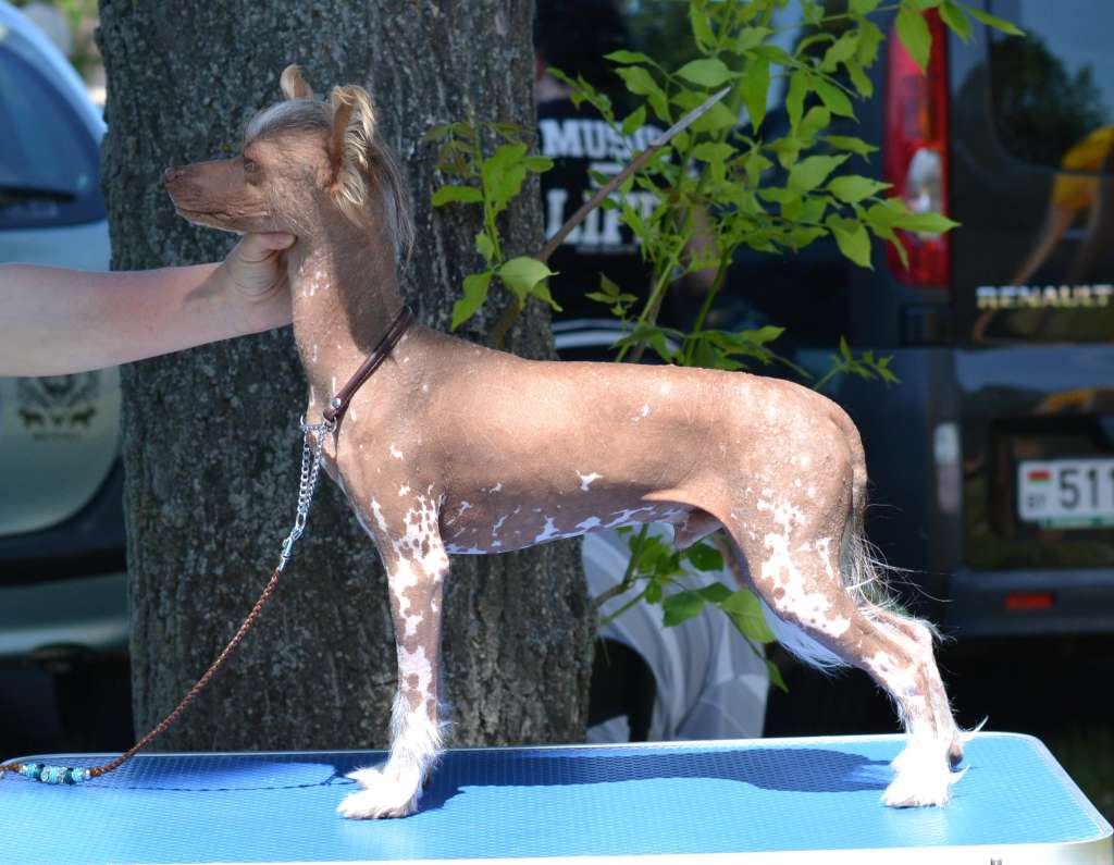 Freddi iz Sozvezdiya Khana