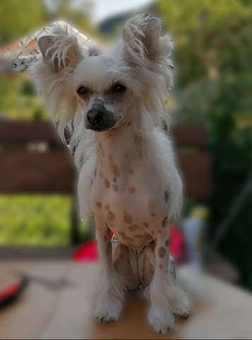 Czikita Summer Cherry