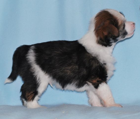 Augustus the one and only