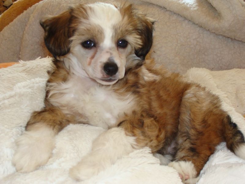 North Star Cool Lady