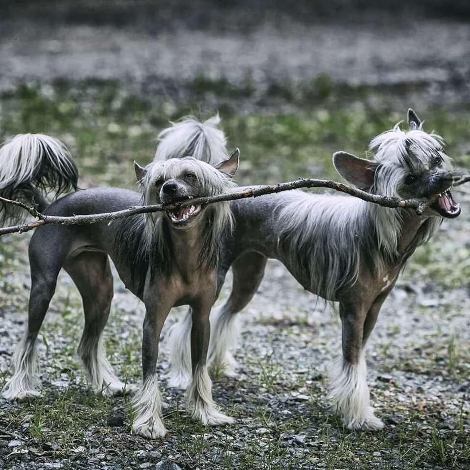 Fehérlófia Futrinka