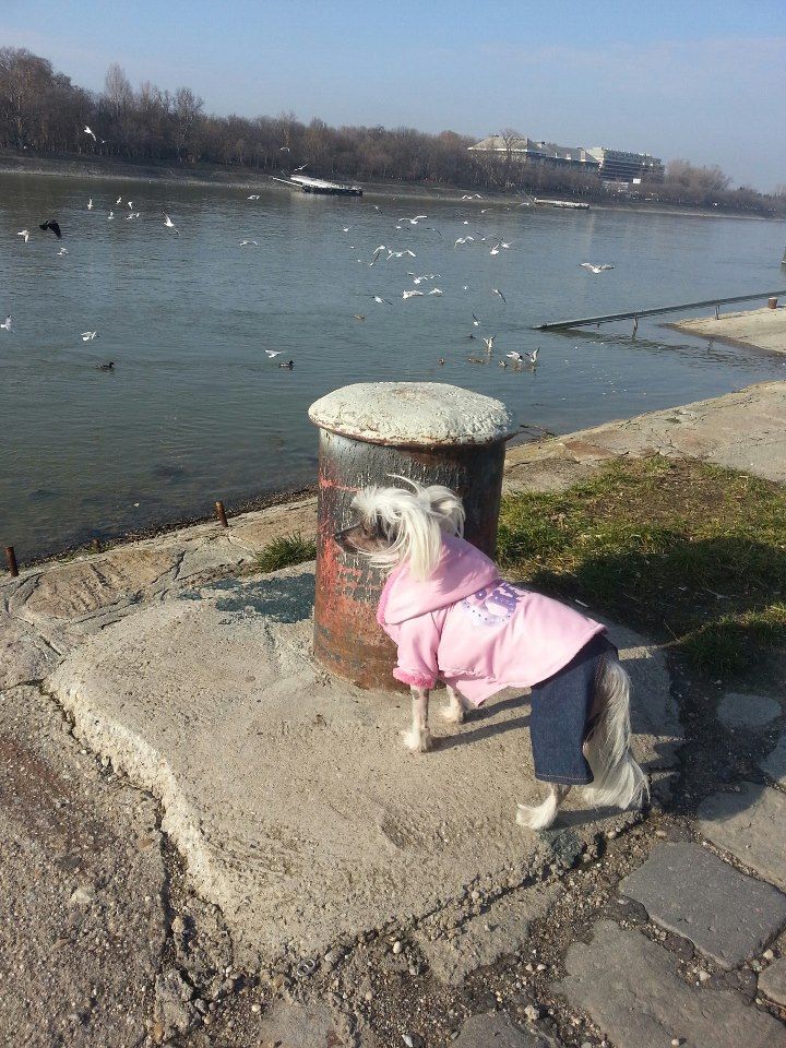 Puha - Luxus Porcelán Fantaztika