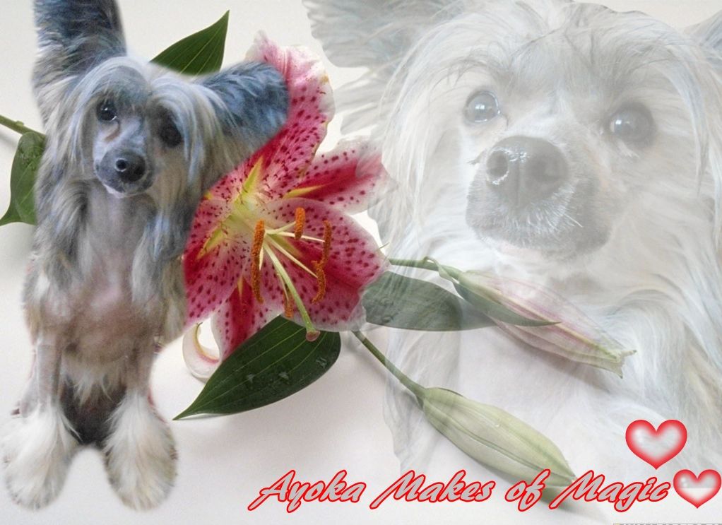 Ayoka Makes of Magic