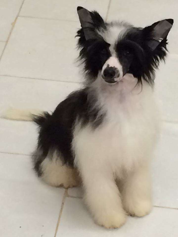 Marte dio della guerra di casa megi