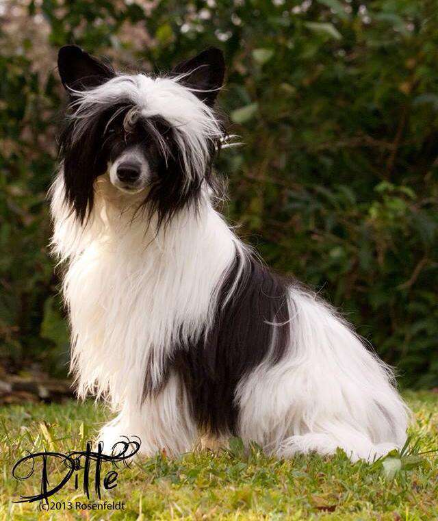 Sukadini's Aphrodite d'ck