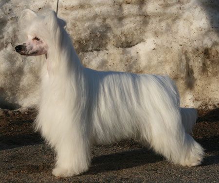 Zorrazo Keep on Laughing