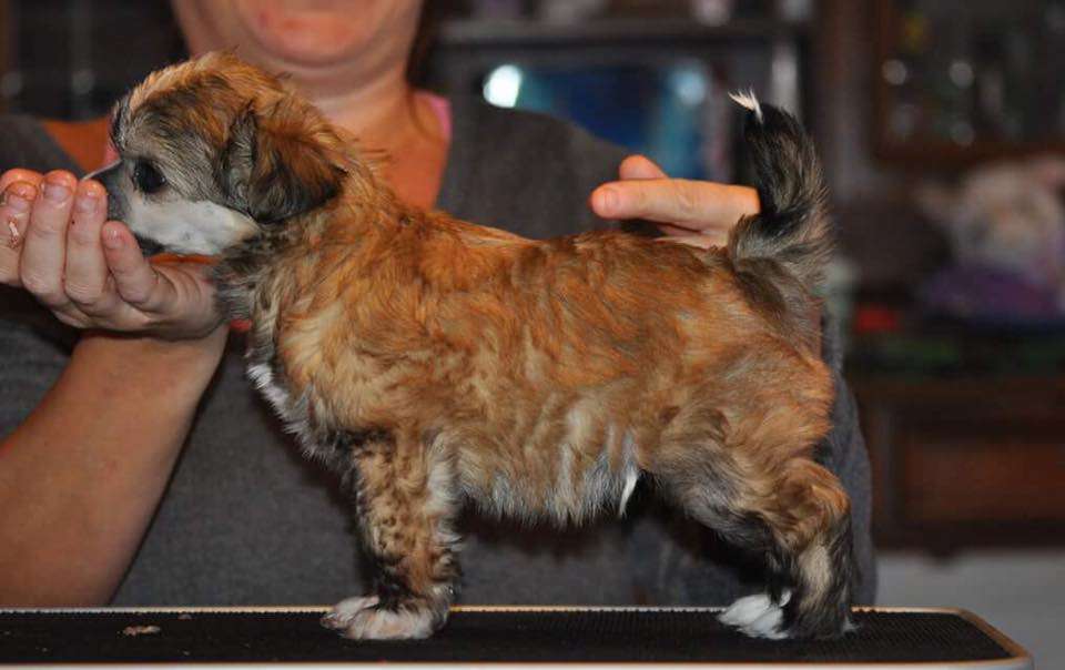 Smedbys Flip Flop And Fly