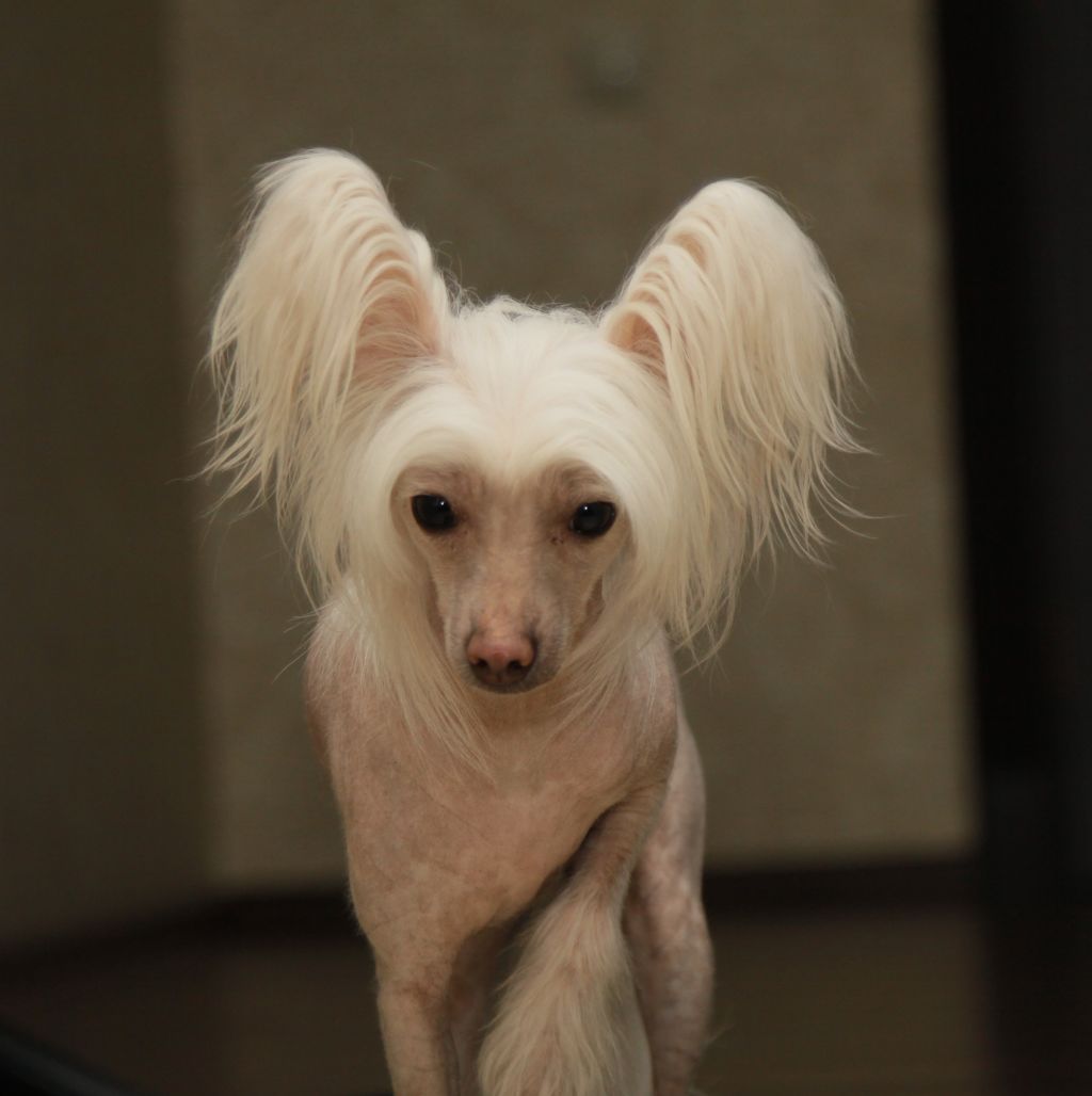 Premier Mari Zvezdnaya Ledi FK