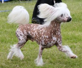 Suanho's Sitting Bear