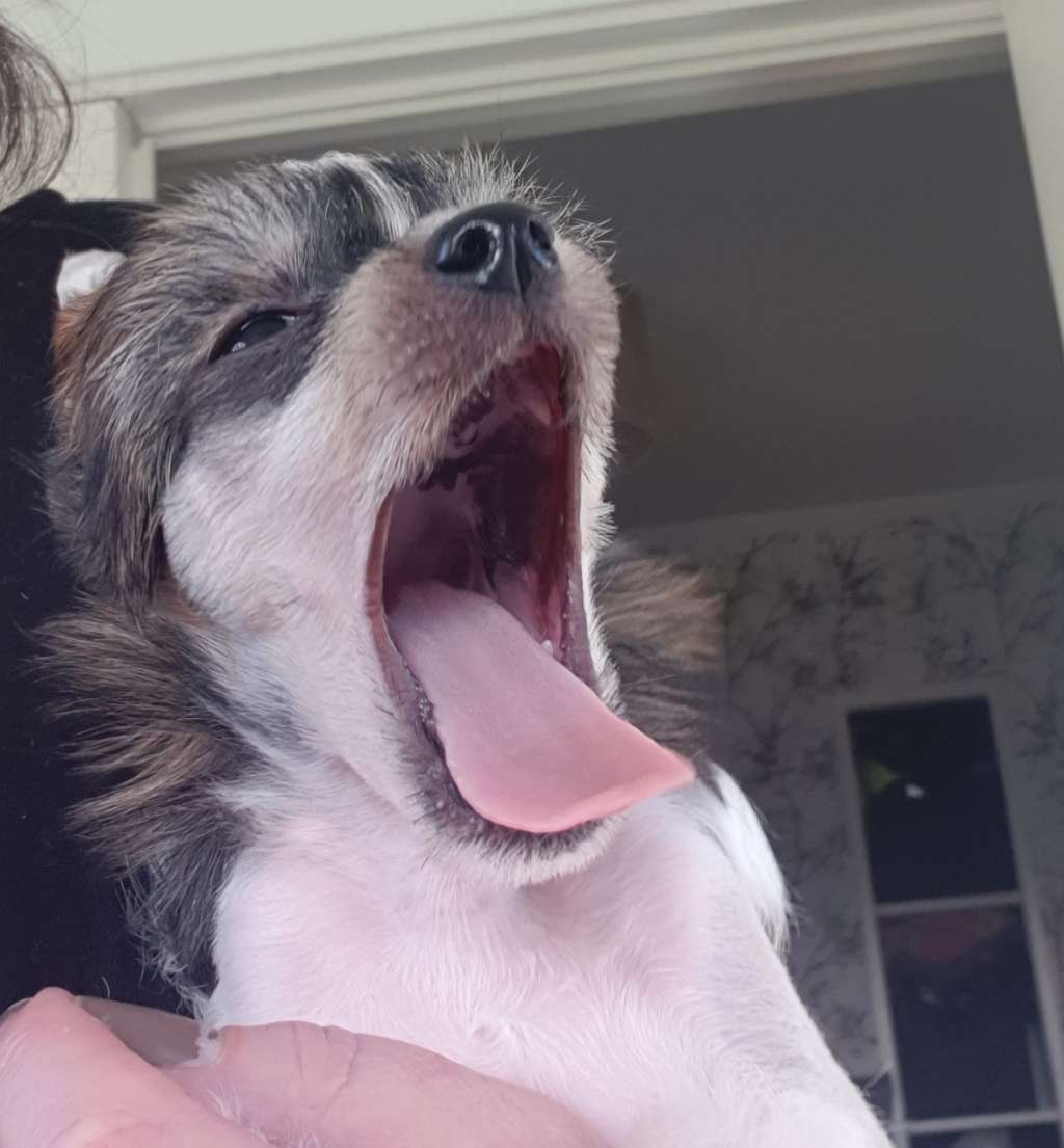 Epadalens Sweet Child O'Mine