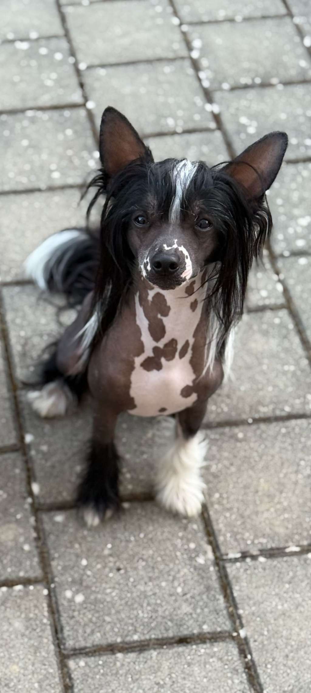 Crazy Cresteds Mr Houdini CyRa