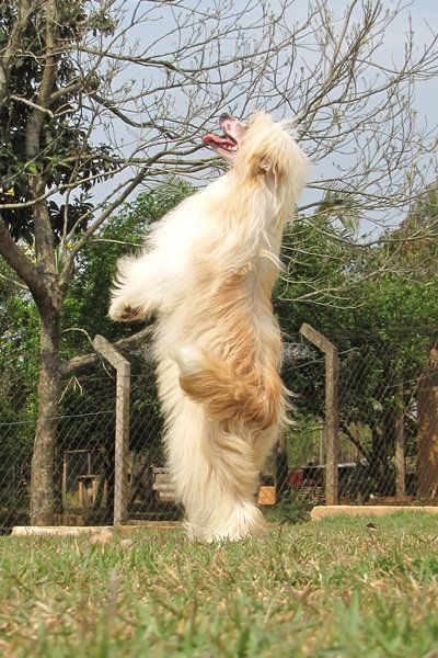 Sunshine Saga  Avokaduh