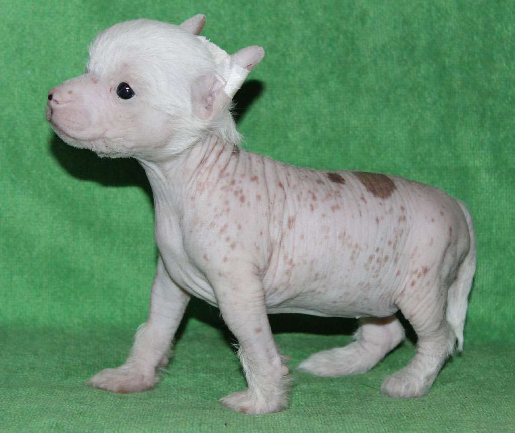 Noisy little lady de Almamasan