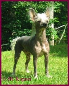 Tournais Fourlegged Fleabag