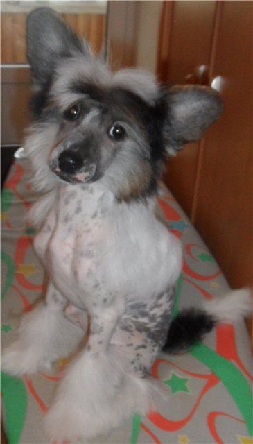 Hohlatiy glamour Witolda Stella