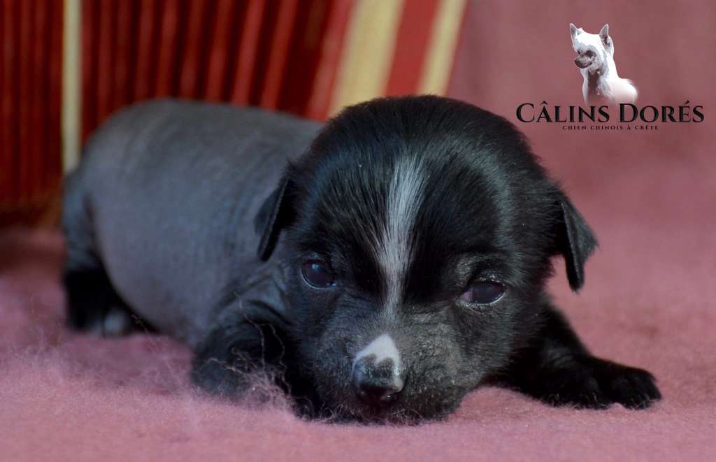 Arlette des Calins Dores