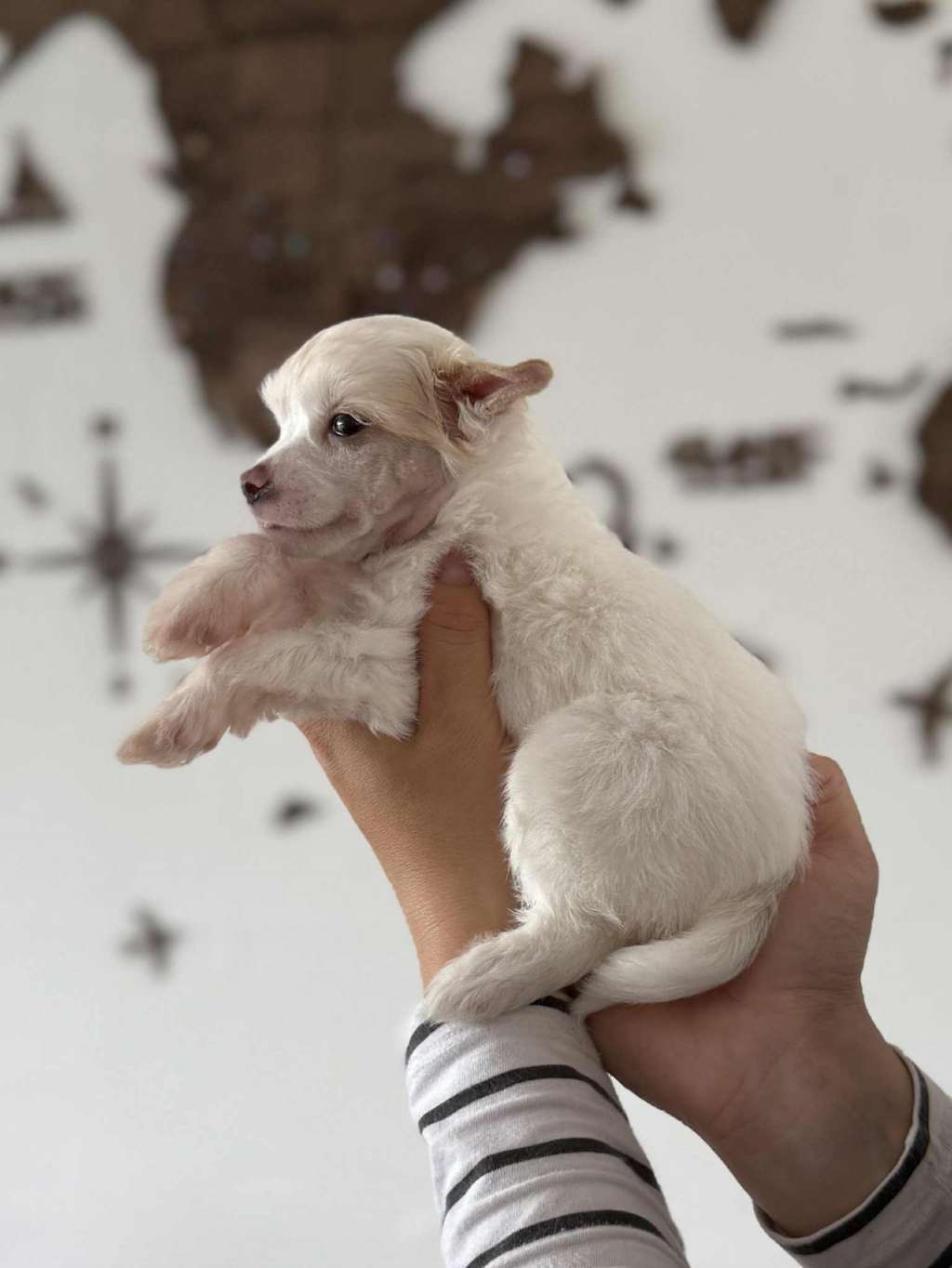 Leed's Infinity Snow Willow