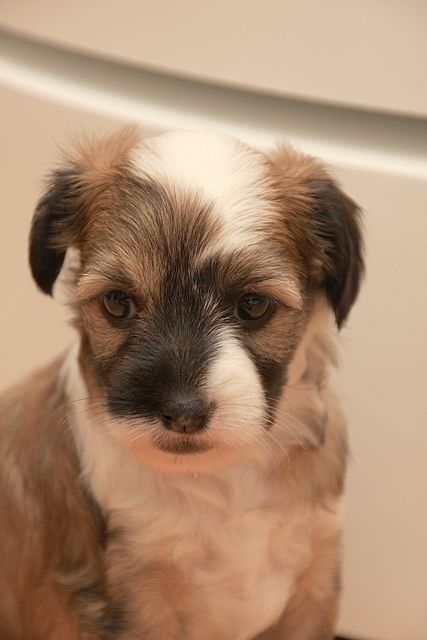 Gremlinto Be Aware Of Your Beauty