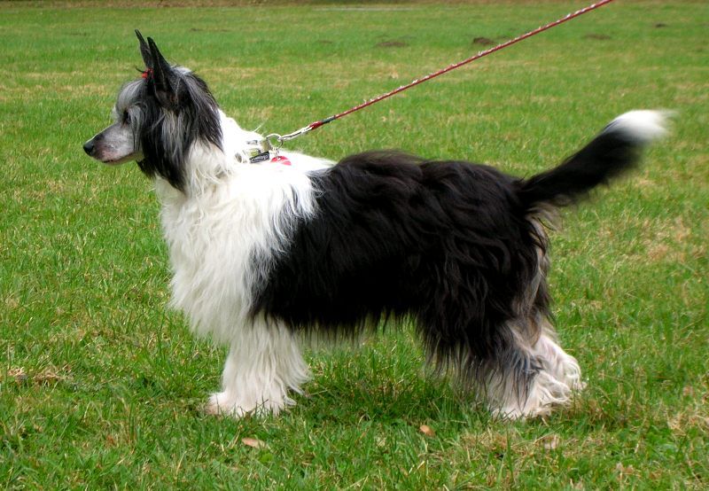 Danaa Sophia Rose of Silesia