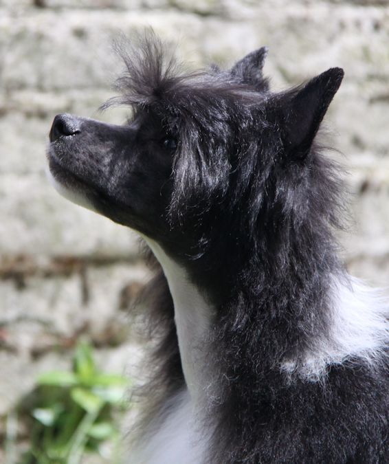 Clan of Stork's Kräckerjack