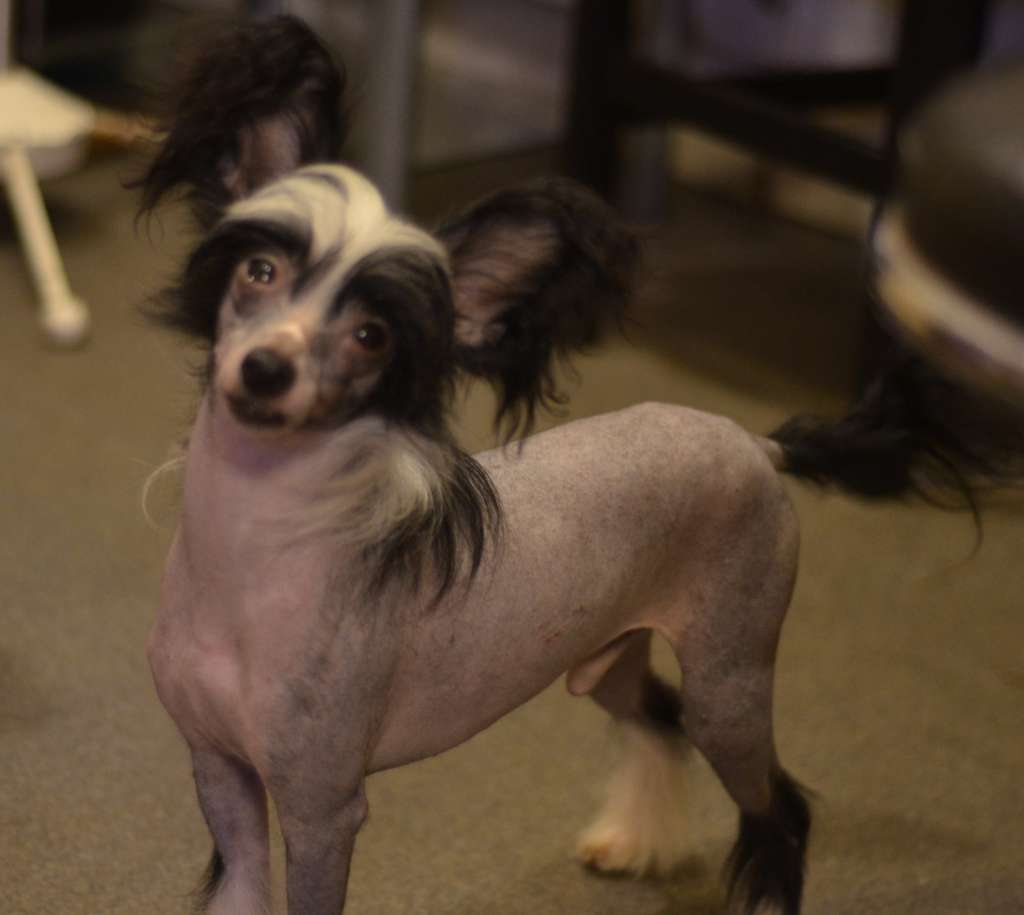 Golden Diamond Cresteds Scooby Doo