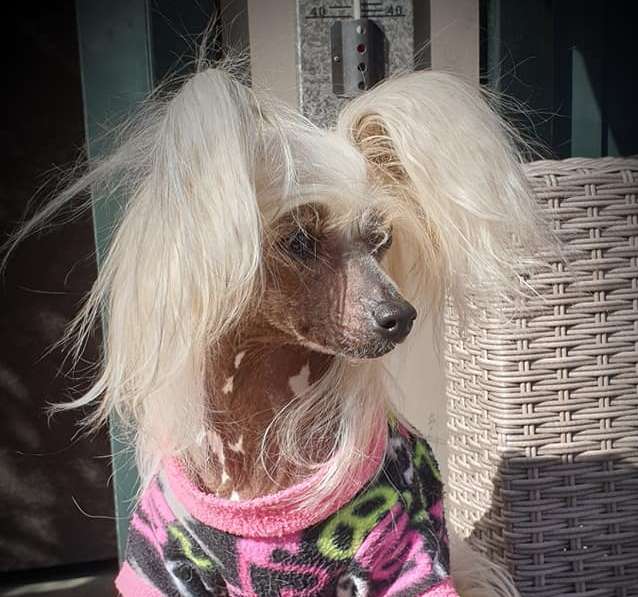 Naughty Pleasure of Angel's Legacy