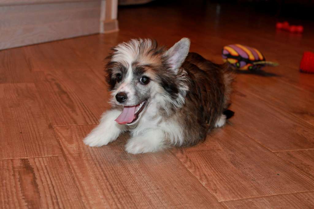 Viktozar Daphne Dearly Beloved