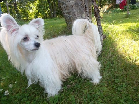 Fiabella's Trigger Hippie