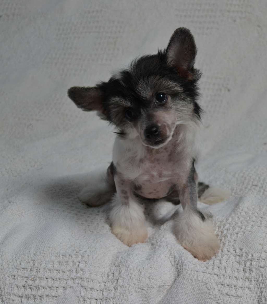 Naturelle Lady De L'Orée des Rêves