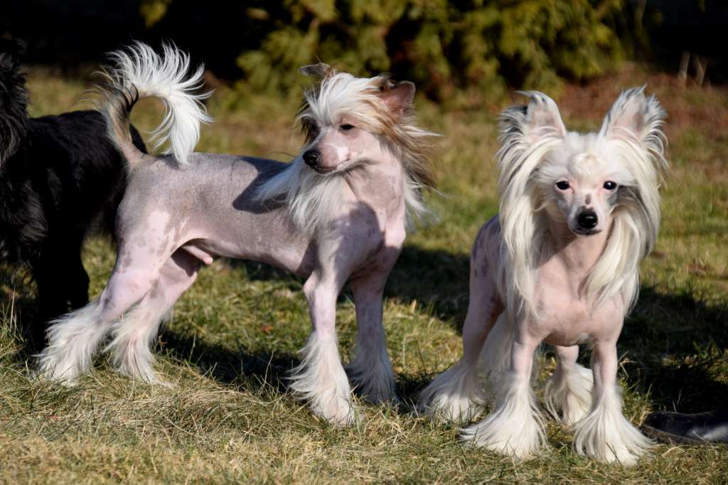 Bevis vom Blühmchen