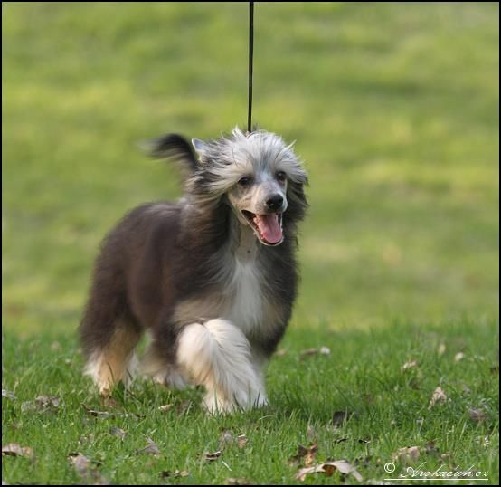 Volare Cantare Avokaduh