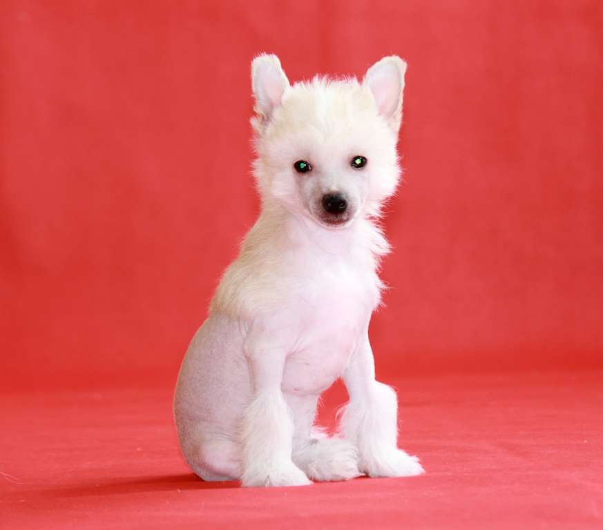 Yasen Perets Dlya Liris