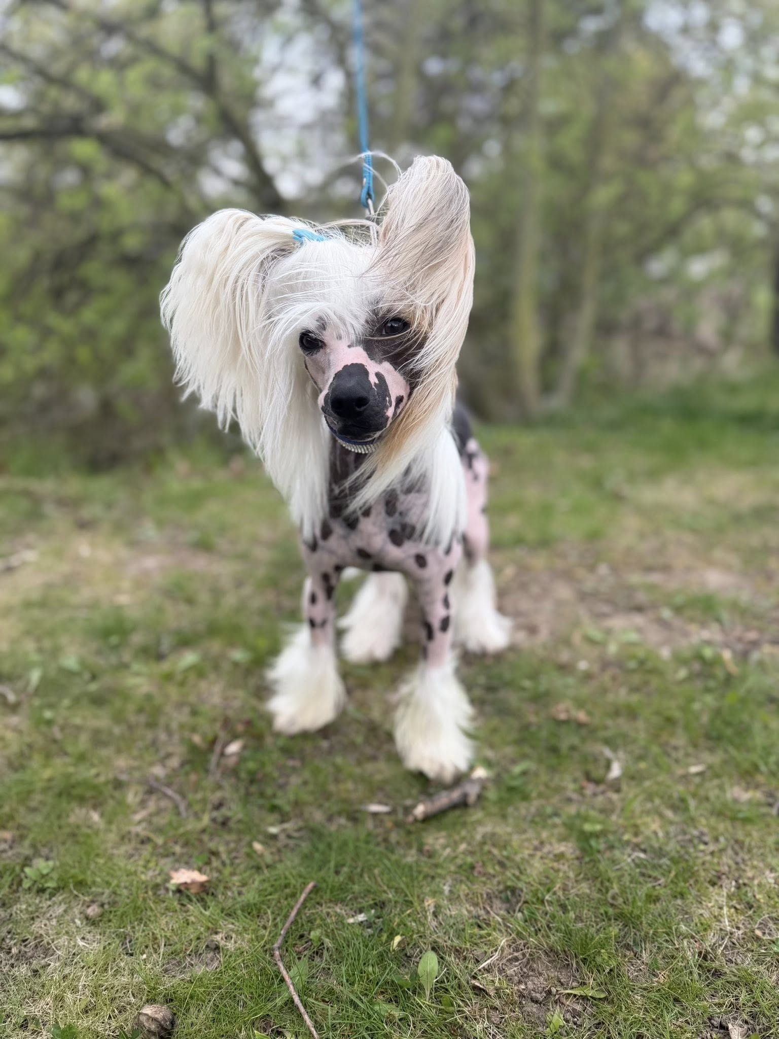 C.I.B.J.Ice Bubble  Pretty Sweet