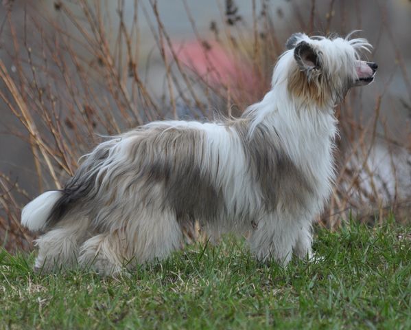 Artic Flyer's Havi'n A Blast