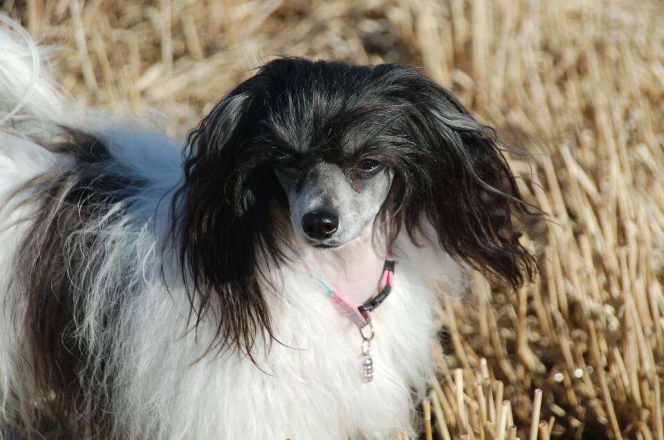 Pollypeck Play For Time at Danrobien