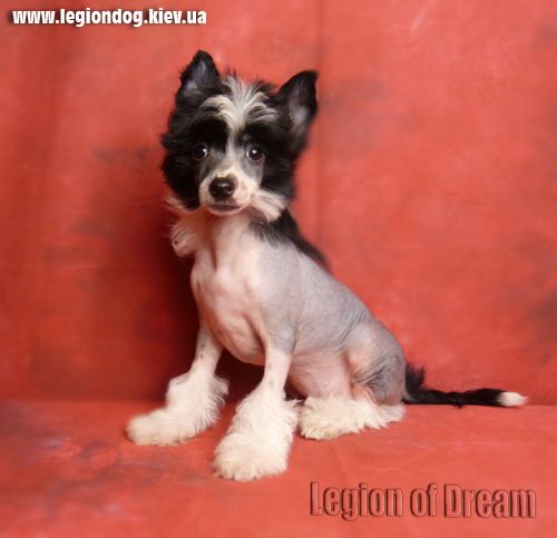 Legion Of Dream Idealistic Reality