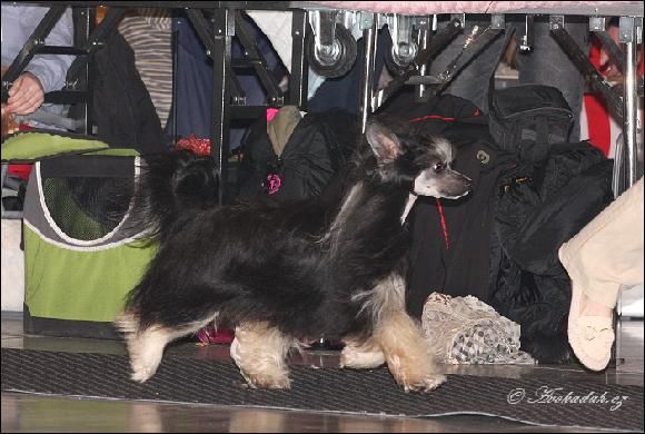 Dulce Aster Rose of Silesia