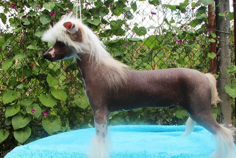 Basile, Gold King Grazia Laila