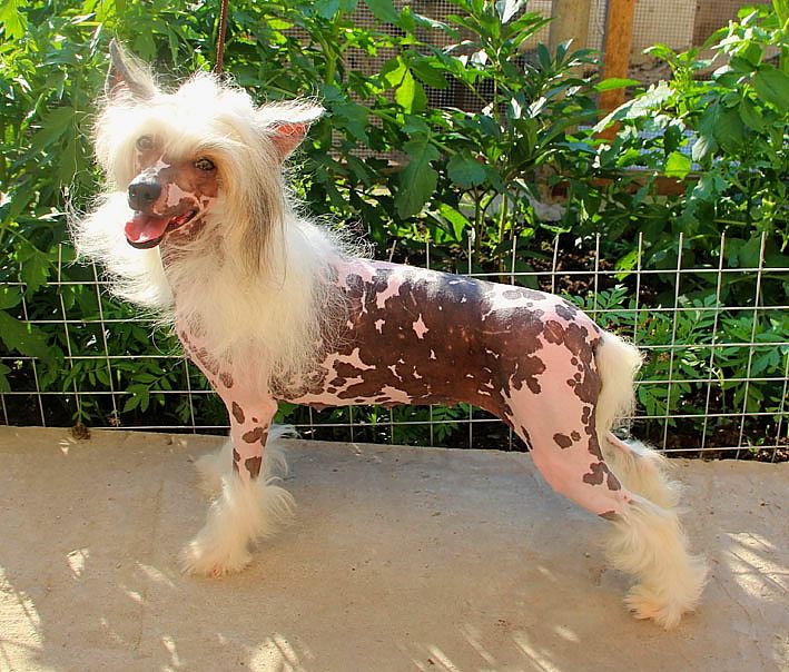 Shanel Glamour Belinda Rossi