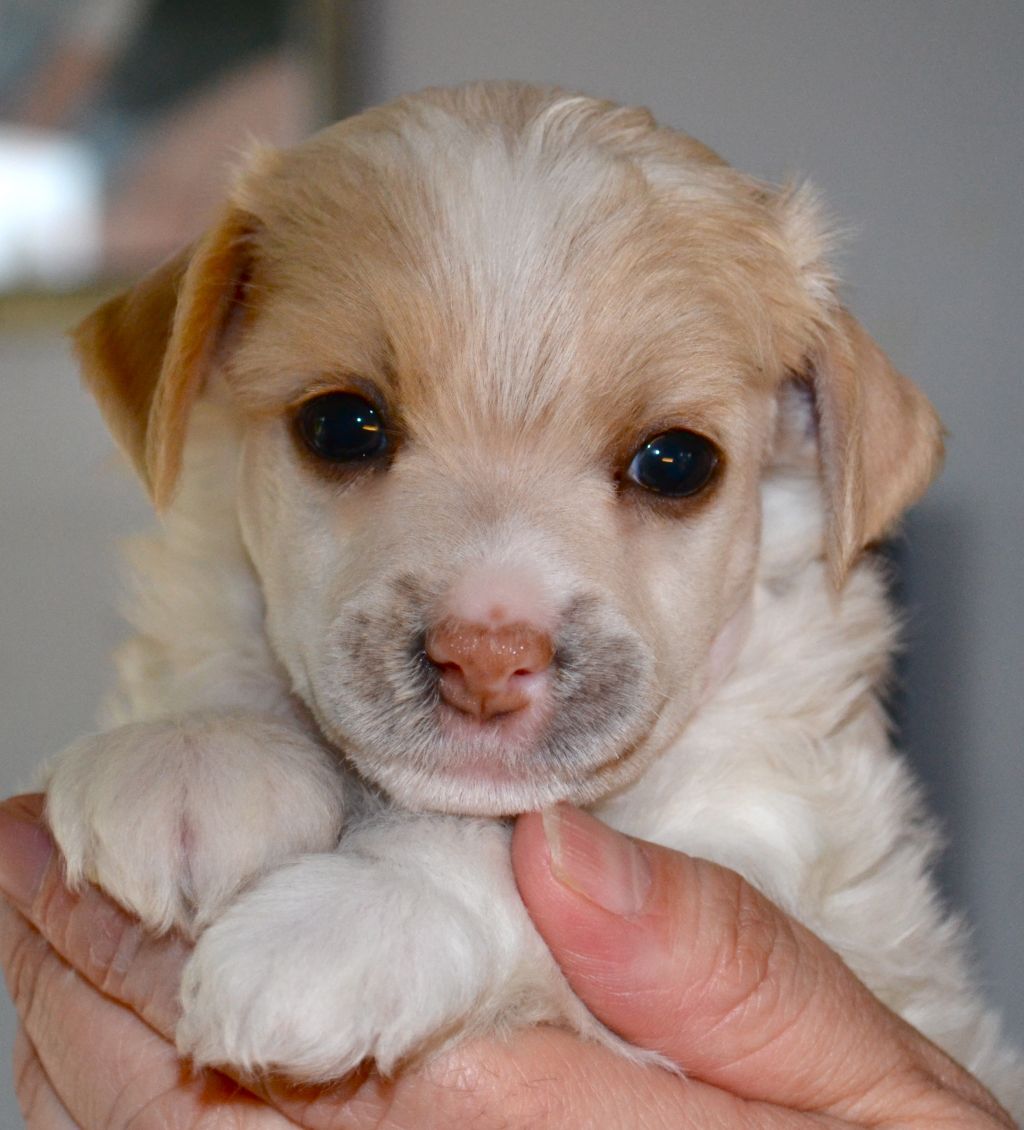 Baffin Brakar Avrina