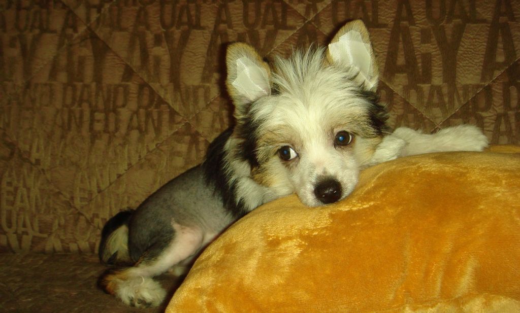 Kaira Milagros Bonus Westtai