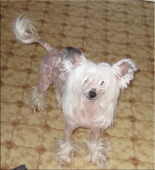 Untouchable's Forget-Me-Not