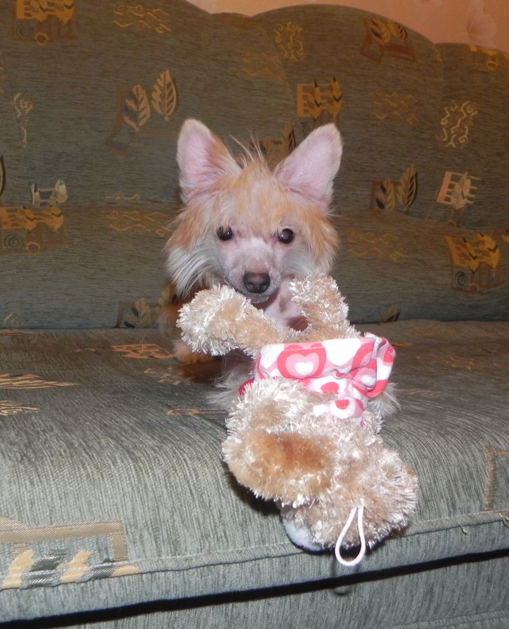 Sariolo Revda Cabarete Enigmatique