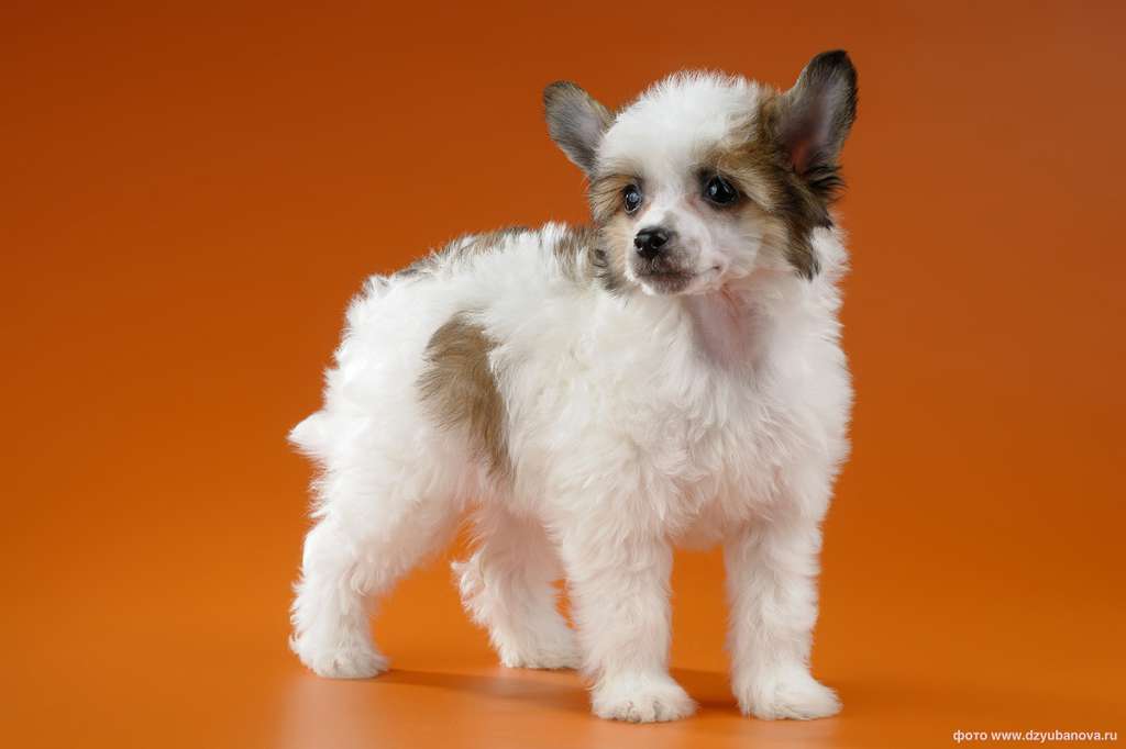 Evropa Stilnaya Shtuchka