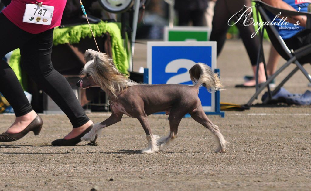 Fina'Starlight Kalle