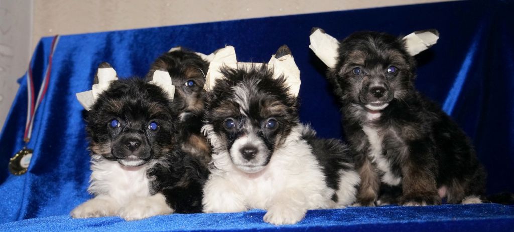 Marvi's-Stile Noyman B'J