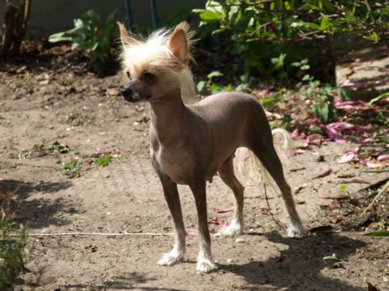 Buffy - Burana vom Feenmond